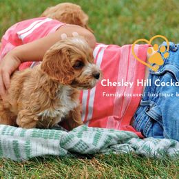 Cockapoo Puppies from Chesley Hill Cockapoos