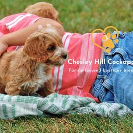 Cockapoo Puppies from Chesley Hill Cockapoos