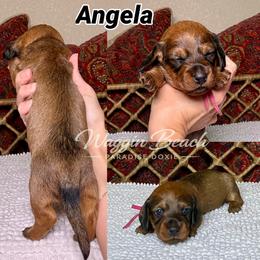Angela - Red female Dachshund puppy in Sulphur Springs, Texas from Waggin Beach Paradise Doxies