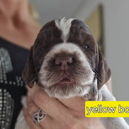 Boy 3 - Spinone Italiano puppy in Winter Park, Florida from Starfire Leonbergers and Spinone Italiano