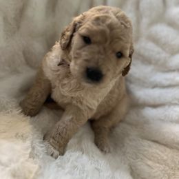 Girl 3 - Golden Retriever puppy from Washington Lakeside Goldens