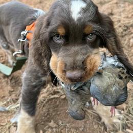 English Springer Spaniel Puppies from Cherokee Springers of NWFL