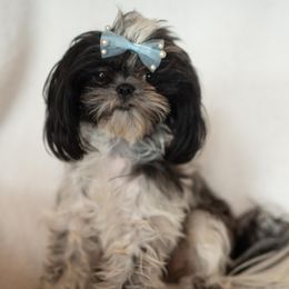 Tessy - Shih Tzu