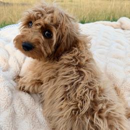 Teddy - Red male Cavapoo puppy in Malad, Idaho from Sunny Hill Puppies