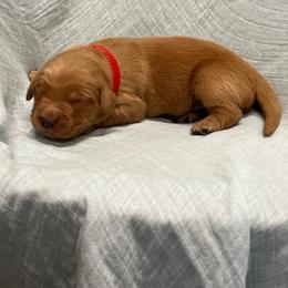 Rolo - red - Dark golden male Golden Retriever puppy in Pelham, Georgia from Sellers Kennels