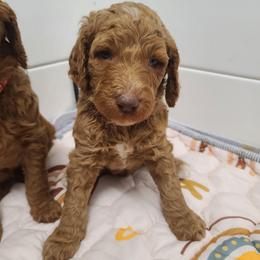 Blue Collar - Red  male Poodle puppy in Colorado Springs, Colorado from Silly's Standard Poodles