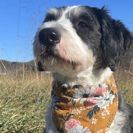 Bernedoodles from To Love A Doodle