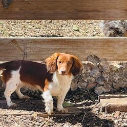 Belle - Dachshund