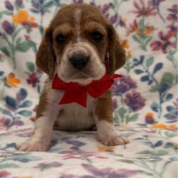 Alfalfa - Mahogany and white male Basset Hound puppy in Monterey, Tennessee from Southern Belles Bassets