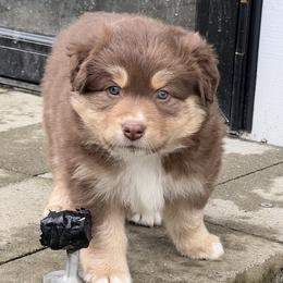 Australian Shepherd puppies from CTR Farmstead