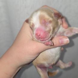 Light Blonde Male - Gold male Yorkshire Terrier puppy in Lakeland, Florida from You Me & The Yorkies