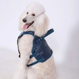 Poodles from Krave Kennels