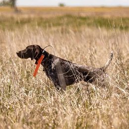 Echo - German Shorthaired Pointer