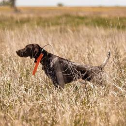 Echo - German Shorthaired Pointer