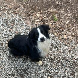 Chubbs - Miniature Australian Shepherd