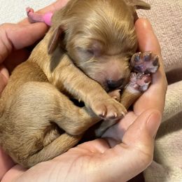 Cavalier King Charles Spaniel and Cavapoo Puppies from Boyd Cavapoo & Cavalier Puppies