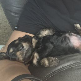 Dachshund Puppies from MNE Miniature Dachshunds