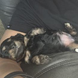 Dachshund Puppies from MNE Miniature Dachshunds