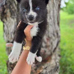 Wallis - Tri-color male Pomsky puppy in Mc Callsburg, Iowa from SZ Rolling Acres LLC