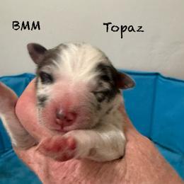 Topaz - Blue merle male Australian Shepherd puppy in Ellensburg, Washington from Creekside Aussies