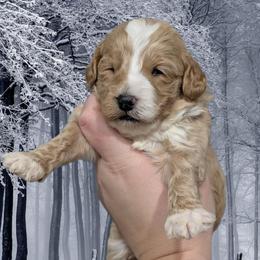 Snuggles - Cream female Cavapoo puppy in Coshocton, Ohio from Forever Family Puppies