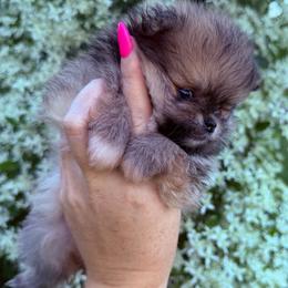 Layla - Orange sable female Pomeranian puppy in Waterloo, Indiana from Garcias Pomeranian