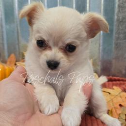 Biscuit - Cream male Chihuahua puppy in Bowdon, Georgia from Paschal's Pups