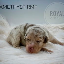 Amethyst - Red merle female Australian Shepherd puppy in Petersburg, Indiana from Royal Aussie’s
