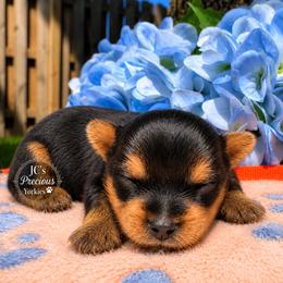 Zeus - Black and tan male Yorkshire Terrier puppy in Essexville, Michigan from John's Yorkshire Terriers