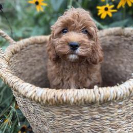 Cavapoo Puppies from Driftwood Acres