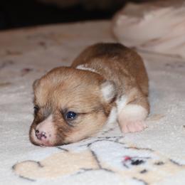 Pembroke Welsh Corgi Puppies from 3W Corgis