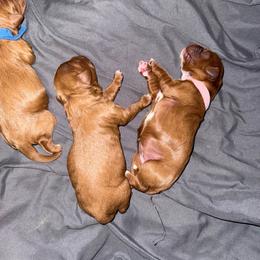Aurelia - Red female Cavapoo puppy in Knoxville, Tennessee from Duke’s Forever Doodles