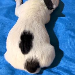 Boy 3 - White male American Staffordshire Terrier puppy in Roseburg, Oregon from Bold & Beautiful Amstaffs