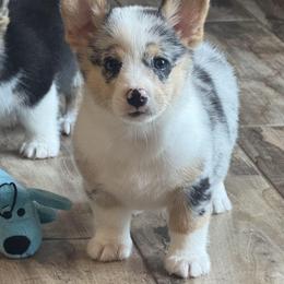American Corgi and Pembroke Welsh Corgi Puppies from Woodwick Corgis