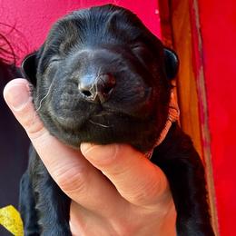 Fancy - Black female German Shepherd puppy in Lake Elsinore, California from MK-K9 L.L.C.