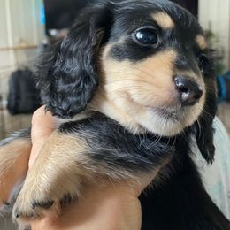 Dachshund Puppies from Jantera Mini Longhair Dachshunds