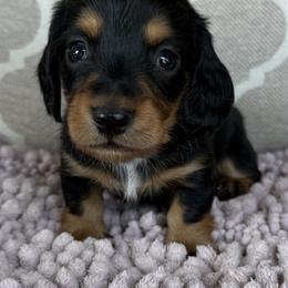 AKC Boy 3 - Black and tan male Dachshund puppy in Joshua Tree, California from Desert Dreams Ranch