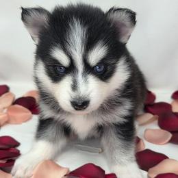Rip - Black and white male Pomsky puppy in Christiana, Tennessee from Smoky Mountain Pomskies