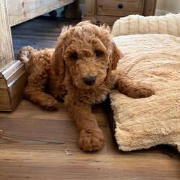 Hank - Red  male Goldendoodle puppy in Juliette, Georgia from Megan's Goldendoodles
