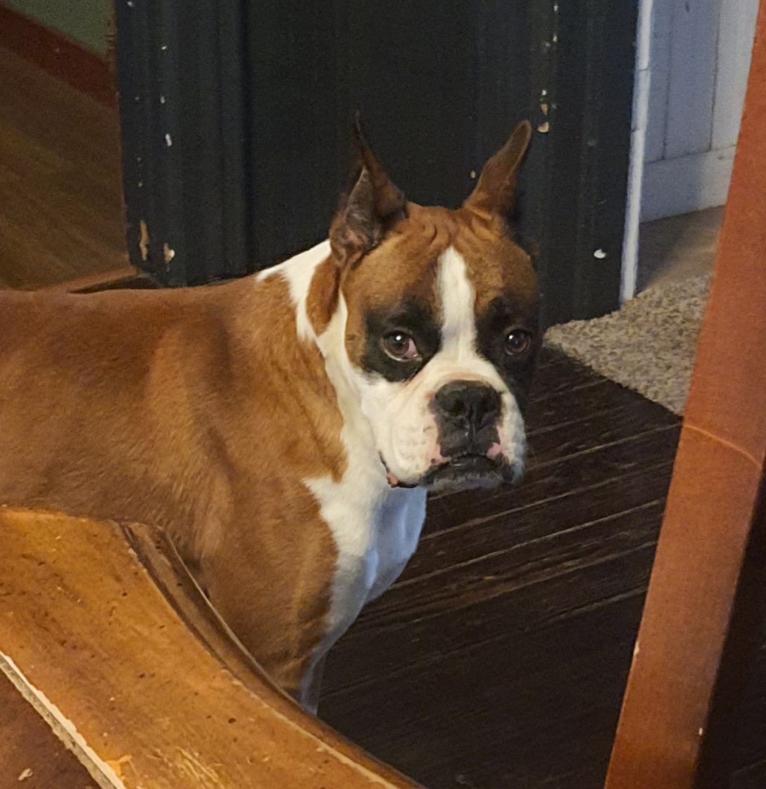 Ruckus - Boxer