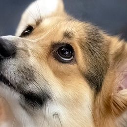 Pembroke Welsh Corgis from Catalyst