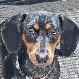 Lucy - Dachshund