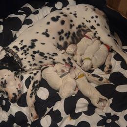 1 - White and black male Dalmatian puppy in Palmer, Massachusetts from Delaney's Dalmatians 2