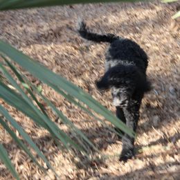 Poodle Puppies from Simply Standard Poodles