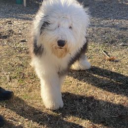 Old English Sheepdog Puppies from Prata's OES