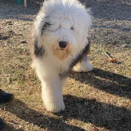 Old English Sheepdog Puppies from Prata's OES