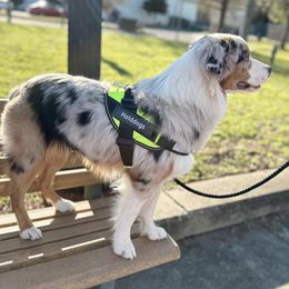 Miniature American Shepherds from Calyx Miniature American Shepherds