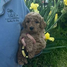 Yellow (Tully) - Red  male Goldendoodle puppy in Indian Trail, North Carolina from Castleberry Doodles and Poodles