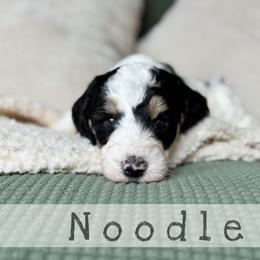 Noodle - Black and white female Bernedoodle puppy in Spring, Texas from At The Cross Kennel