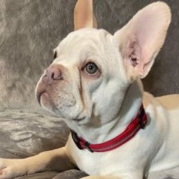 French Bulldogs from Patti Cake & Pups